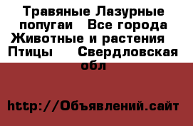 Травяные Лазурные попугаи - Все города Животные и растения » Птицы   . Свердловская обл.